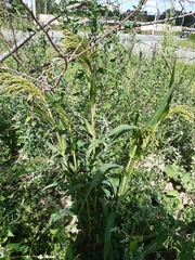 Panicum miliaceum