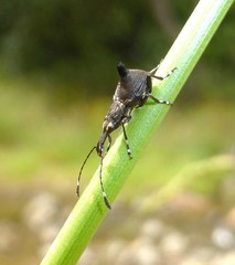 Hoplorhaphus spinifer