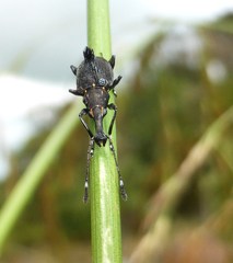 Hoplorhaphus spinifer