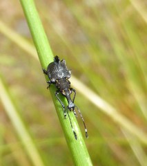Hoplorhaphus spinifer