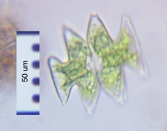 Micrasterias pinnatifida