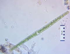 Haplotaenium minutum