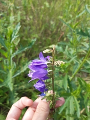 Campanula rapunculoides
