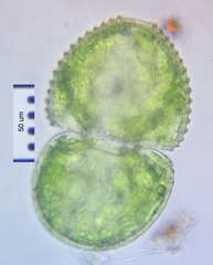 Cosmarium ovale