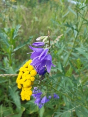 Campanula rapunculoides