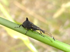 Hoplorhaphus spinifer