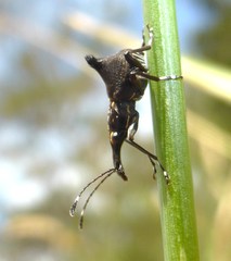 Hoplorhaphus spinifer