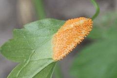 Puccinia clematidis