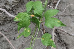 Puccinia clematidis