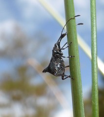 Hoplorhaphus spinifer