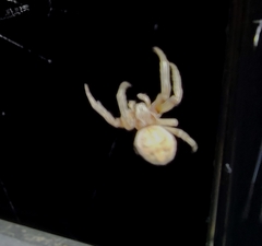 Araneidae