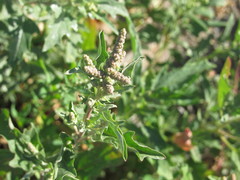 Atriplex tatarica