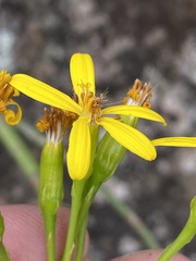 Senecio junceus