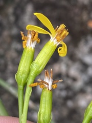 Senecio junceus