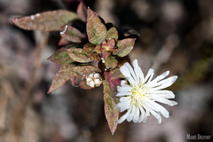 Delosperma ecklonis