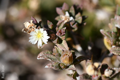 Delosperma ecklonis