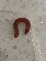 Litoprosopus coachella