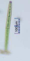 Closterium baillyanum