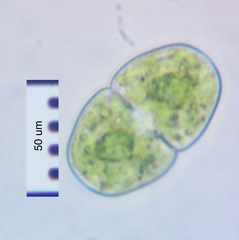 Cosmarium pseudopyramidatum