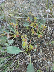 Euphorbia tuberosa