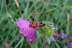 Zygaena hilaris
