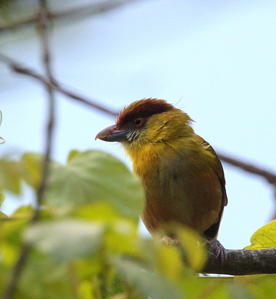 Cyclarhis gujanensis image