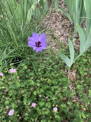 Catananche