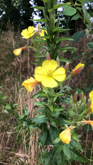 Oenothera