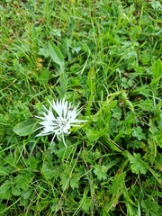 Centaurea cheiranthifolia