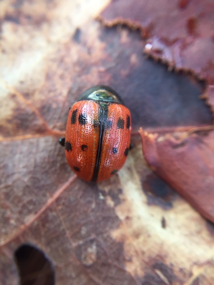 Leptinotarsa pudica