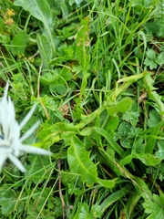 Centaurea cheiranthifolia