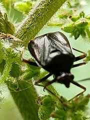 Deraeocoris ruber