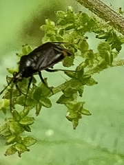 Deraeocoris ruber