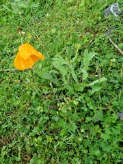 Papaver oreophilum