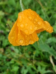 Papaver oreophilum