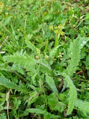Papaver oreophilum