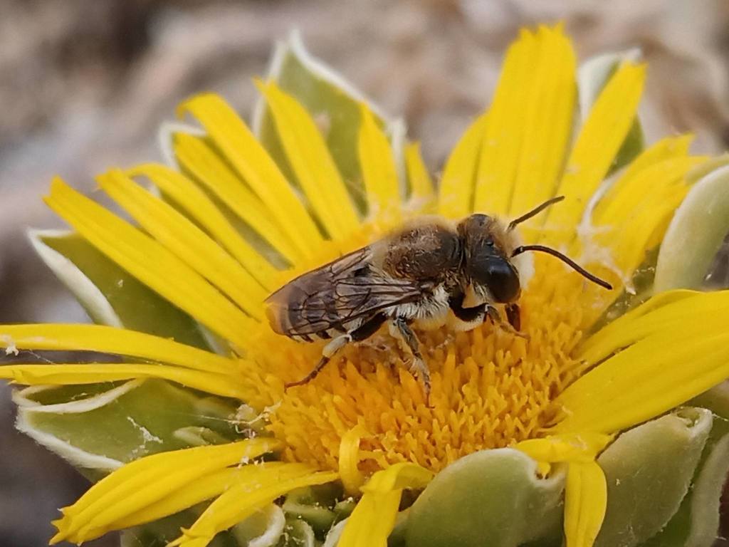 Megachile binominata