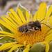 Megachile binominata - Photo (c) Óscar Sampedro, algunos derechos reservados (CC BY), subido por Óscar Sampedro