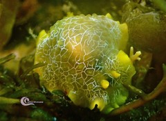 Doriopsilla areolata