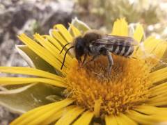 Megachile binominata