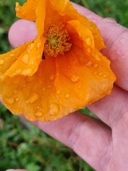 Papaver oreophilum