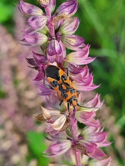 Corizus hyoscyami