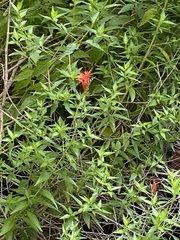 Anisacanthus quadrifidus wrightii