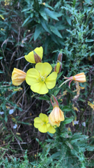 Oenothera