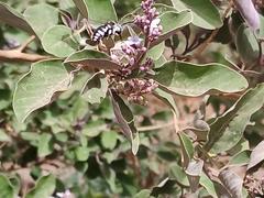 Thyreus histrionicus