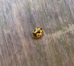 Propylea quatuordecimpunctata