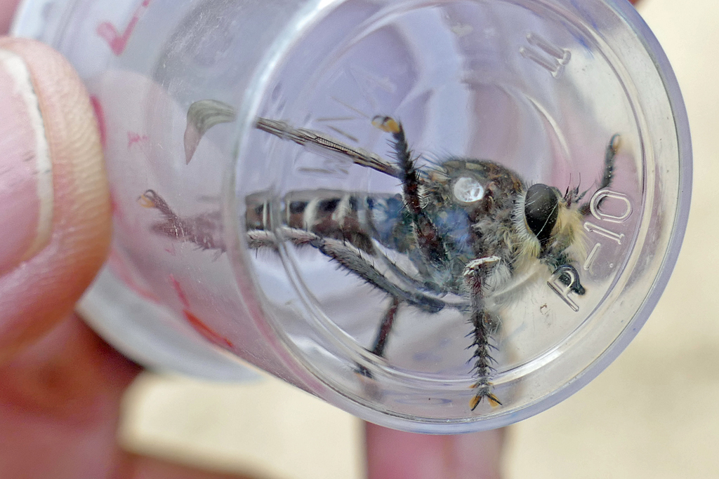Obscure Lion Fly