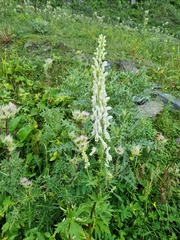 Aconitum orientale