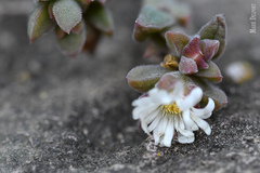 Delosperma ecklonis