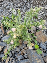 Cirsium echinus